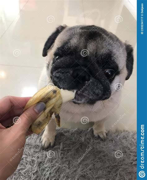 Pug Dog Eating Banana Stock Image Image Of Eating Nose 233234117