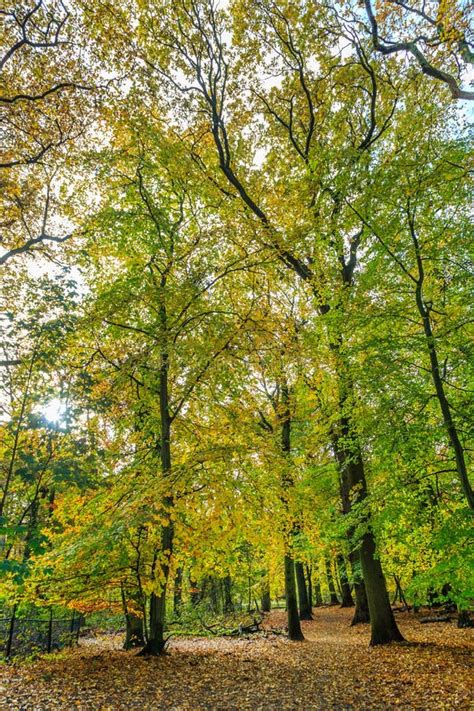 Forest With Large Beech Trees Fagus Sylvatica During Autumn In