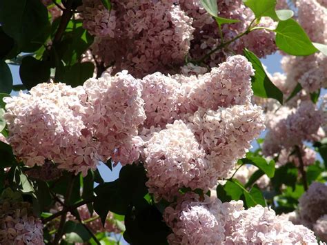 How To Grow A Lilac Bush For Beautiful Blooms In The Spring Lilac