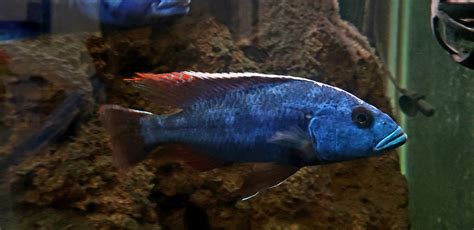 Fusco Cichlid Nimbochromis Fuscotaeniatus Cichlid Aquarium Tank N Coast Gem Usa