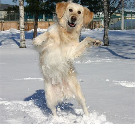 When you turn, turn me on. Dog Dance in Pictures-Images | Funny And Cute Animals