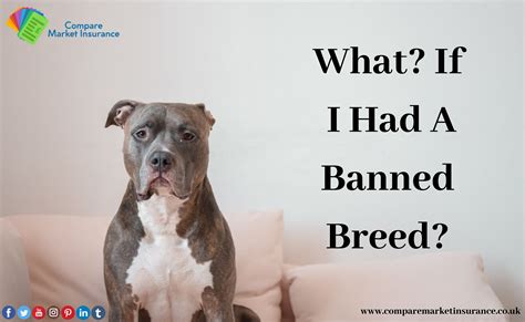 Save From Banned Dogs || What If I Had A Banned Breed? Do ...