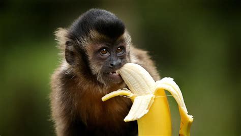 Big Banana Is Quite Ape Peeling For Bonnie The Capuchin Monkey Herald Sun