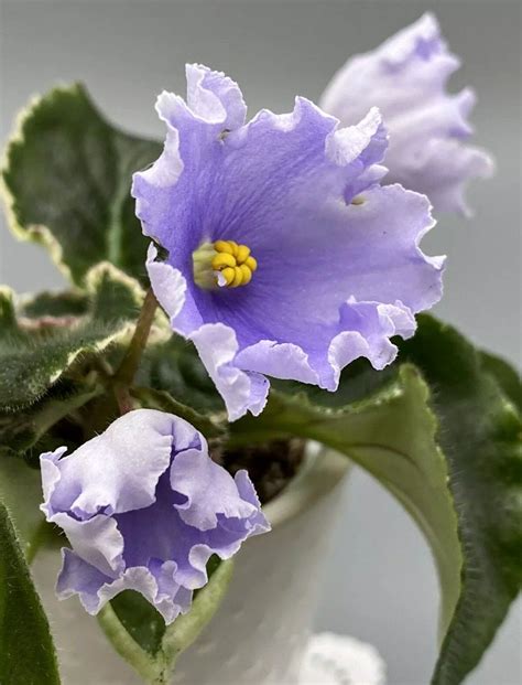 African Violet Os White Nights Ruffled Blue Star Bell Flower