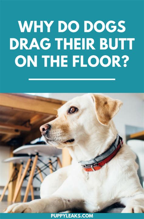Why Do Dogs Drag Their Butts On The Floor Life Dog