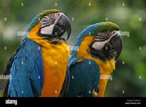 Blue And Yellow Macaws Singapore Stock Photo Alamy