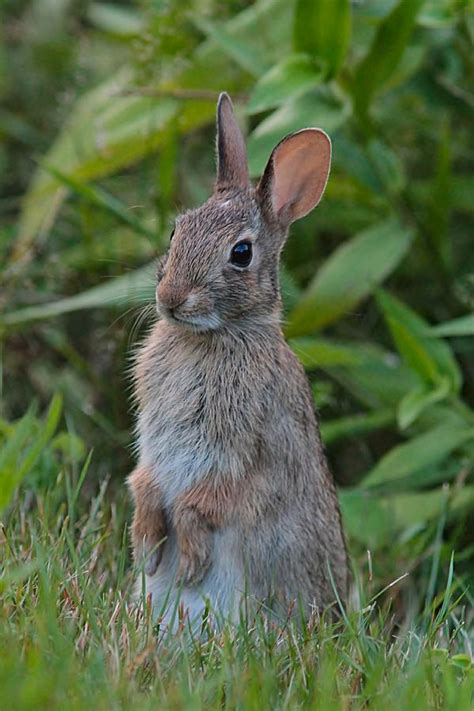 Posing Cottontail Rabbit By Linda Crockett Wild Bunny Rabbit