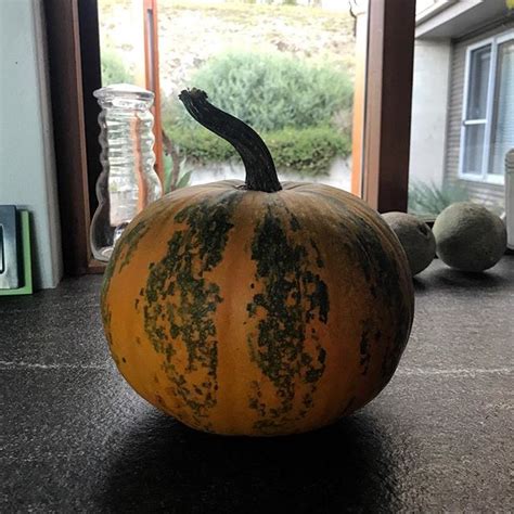 If there are unscheduled changes at a hydropower plant construction site, then quick action is required. Styrian Pumpkins 🎃 We are growing for the seeds www ...