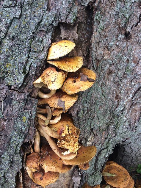 We Found These Mushrooms On A Maple Tree And Couldnt Figure It Out We