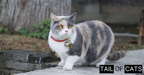 Best Flea Collar For Cats In 2023 Tail Of Cats