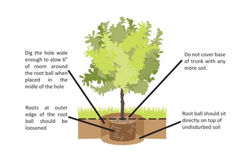 Tree And Shrub Planting Instructions Creekside Home And Garden