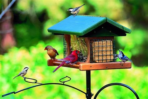 Backyard Bird Feeding Setup A How To Guide Nature Notes Blog