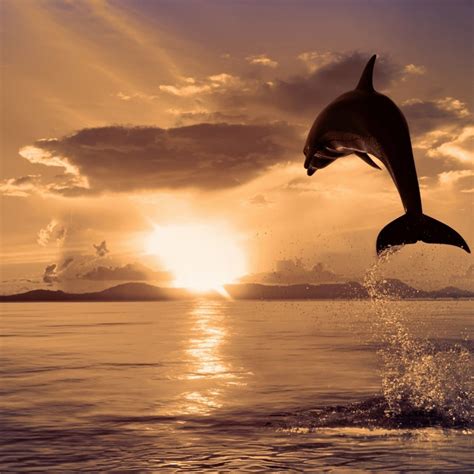 Dolphin Wallpaper Hd 1080p Wallpapersafari