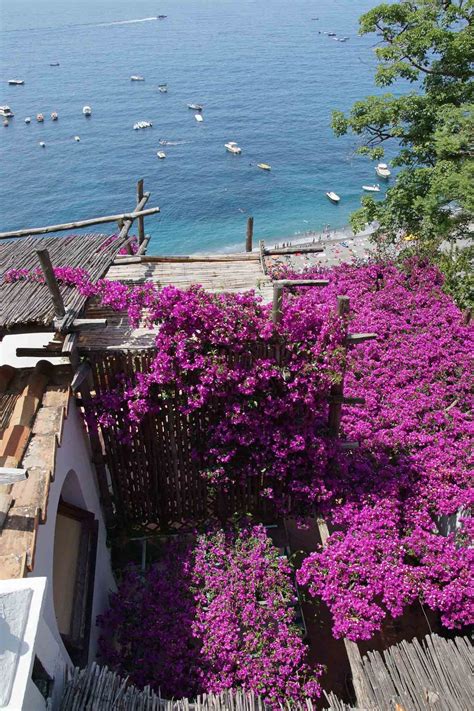 Bougainvillea Flowers Amalfi Coast