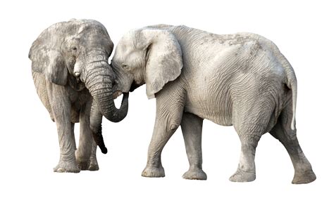 Collection Of Elephant Png Hd Pluspng