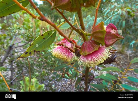 Eukalyptus Kingsmillii Stockfotos Und Bilder Kaufen Alamy