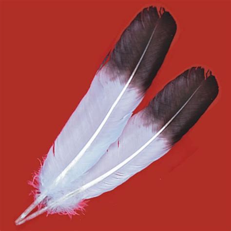 Eagle Feathers | Brown Tip Imitation Eagle Wing Feathers ...