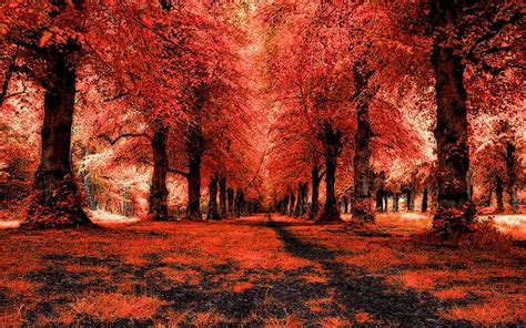Red Forest Landscape Path Wallpaper Nature And