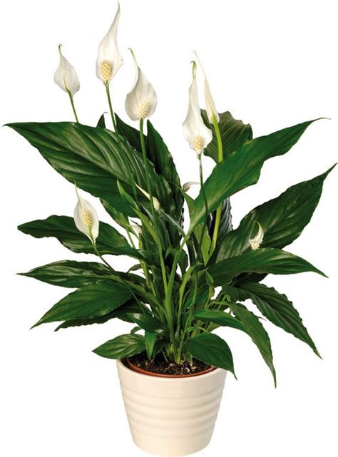 The peace lily plant (spathiphyllum) is a very popular tropical houseplant with big green leaves and check the soil, and only water if it's dry. Indoor Plants That Clean The Air | www.coolgarden.me