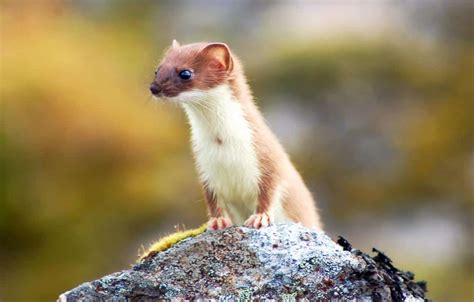 Weasel Animal Facts Mustela Nivalis Az Animals
