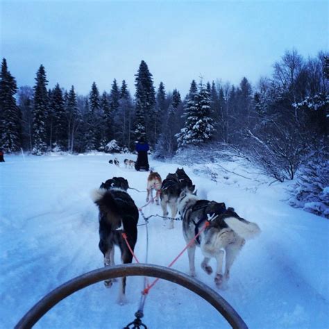 Bucket List Priority 1 Husky Dog Sledding In Finland Wanderers Of