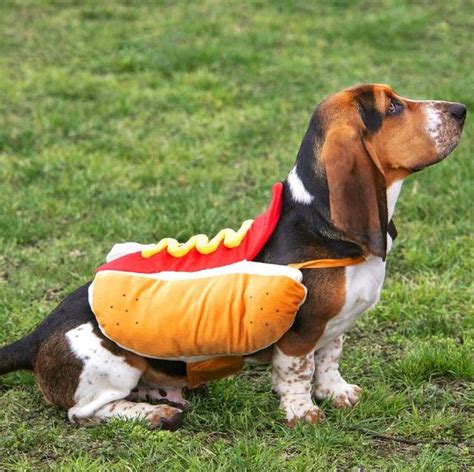 30 Best Dog Halloween Costumes Cute Dog Costume Ideas