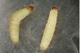 Termite Larvae Vs Maggots Images