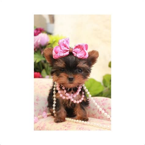 Facebook gives people the power to. Female yorkies | Yorkie, Puppy store, Teacup puppies