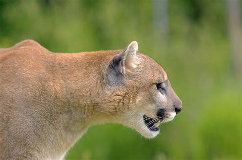 Cougar Profile Photograph By John Pitcher