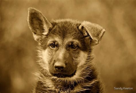German Shepherd Puppy Ii By Sandy Keeton Redbubble