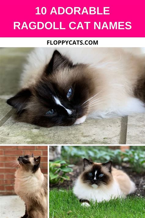 Ragdoll Cat Names 2021 Adorable And Cute Cat Name Ideas In 2021