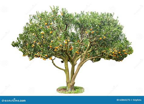 Orange Tree Stock Image Image Of Healthy Growing Environment 63865275