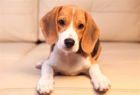 How Long Do Beagles Stay In Heat