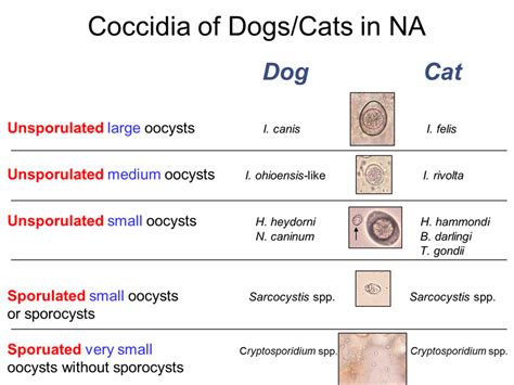 Several oral medications may be used to treat coccidiosis. Companion Animal Parasite Council | Coccidia