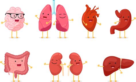 Cute Cartoon Healthy Human Anatomy Internal Organ Character Set 3023383