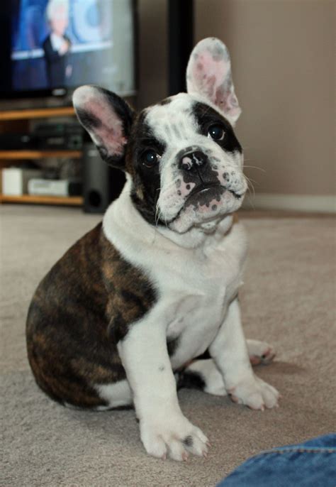 18 English Bulldog Mixes That Are Absolutely Precious Page 6 Of 6