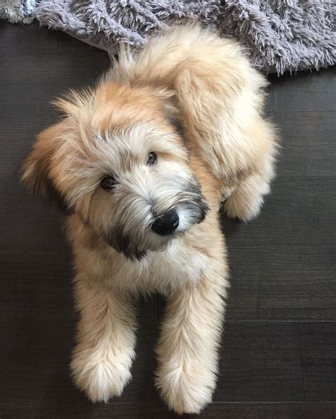 Welcome to onebarkplaza's puppy finder! 18 Inspirational Hypoallergenic Puppies For Sale Near Me ...