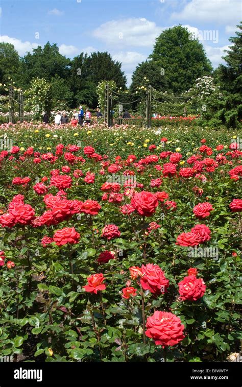 Roses Queen Mary Gardens Regents Park London Nw1 England Stock