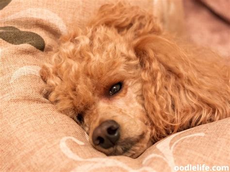 11 Real Reasons Poodles Get Bald Spots How To Prevent A Bald Poodle