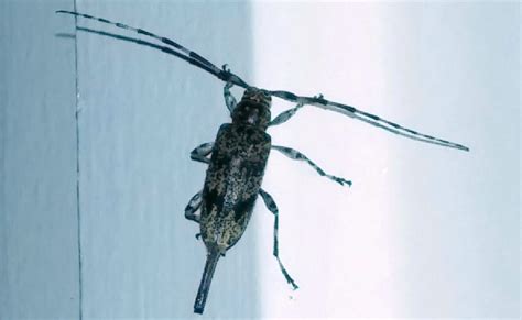 Female Longhorn Borer Beetle Whats That Bug