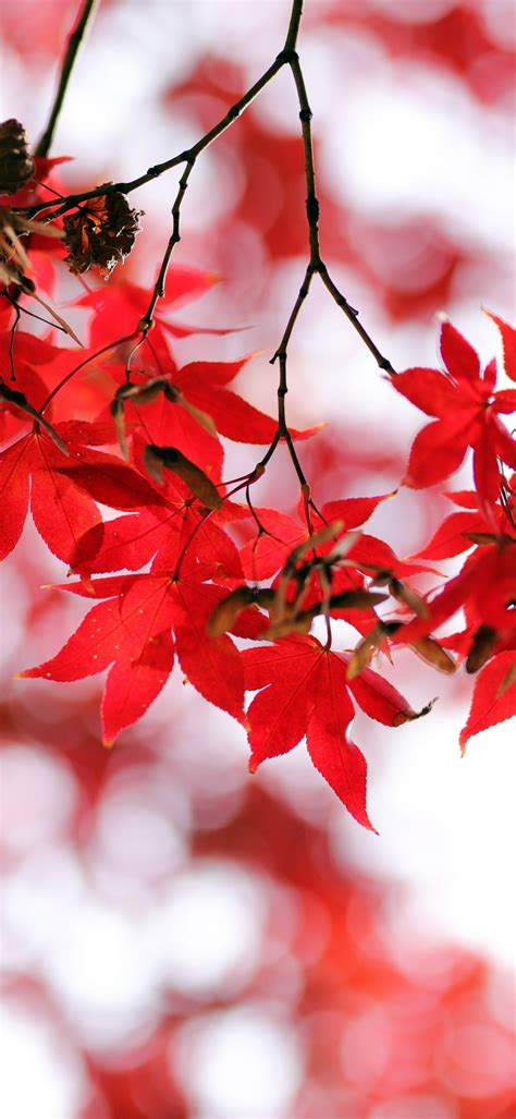 Red Leaves Wallpaper 4k Bokeh Closeup Autumn Leaves