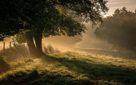 Sunlight Trees Landscape Forest Sunset Night Hill Nature