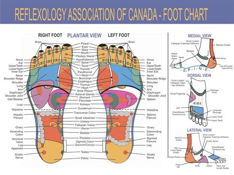 Free Foot Reflexology Chart Printable Free Printable Templates