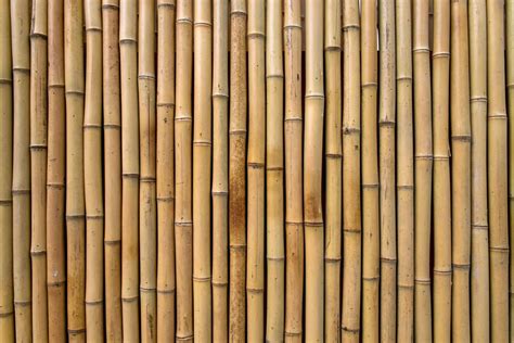 10 Eco Friendly Bamboo Facts A Zero Waste Plastic Free Organic Plant