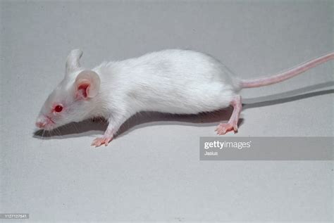 Mus Musculus House Mouse High Res Stock Photo Getty Images