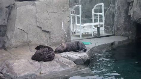 Sea Otters Vancouver Aquarium Youtube