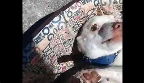 Perro Robó Una Dentadura Postiza Y Fue Reprochado Así Por Su Dueña