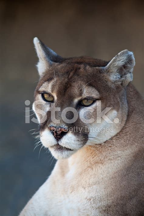 Cougar North American Mountain Lion Puma Concolor Stock Photo