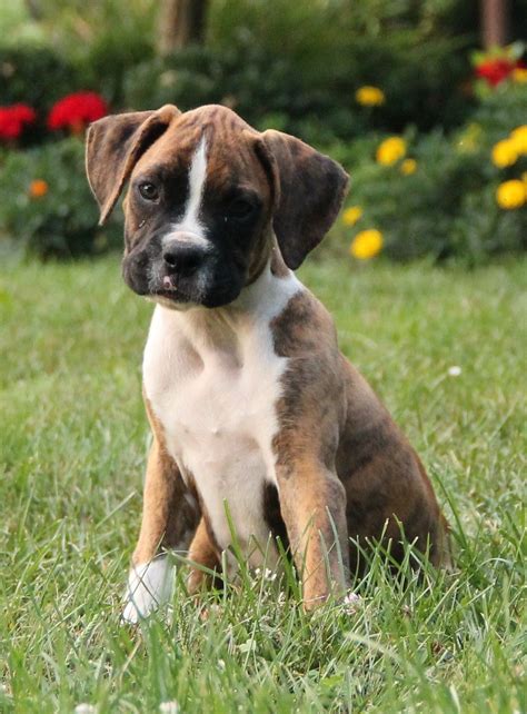 55 Where To Adopt A Boxer Puppy Photo Bleumoonproductions