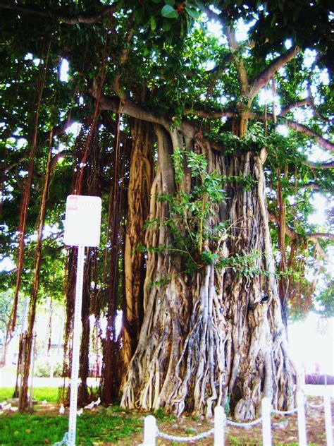 The Fiatoas Crazy Hawaiian Trees